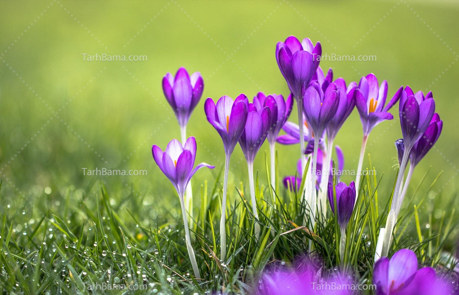 تصاویر گل و گیاه